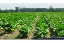 Logo for Ben Hobson Farms Logo for Ben Hobson Farms